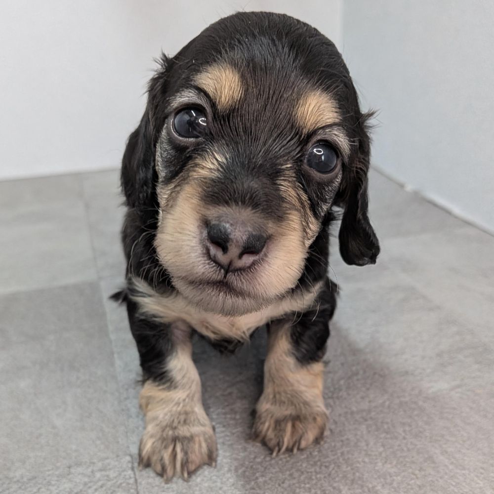 子犬一覧 | 宮崎の小型犬ブリーダーnook犬舎