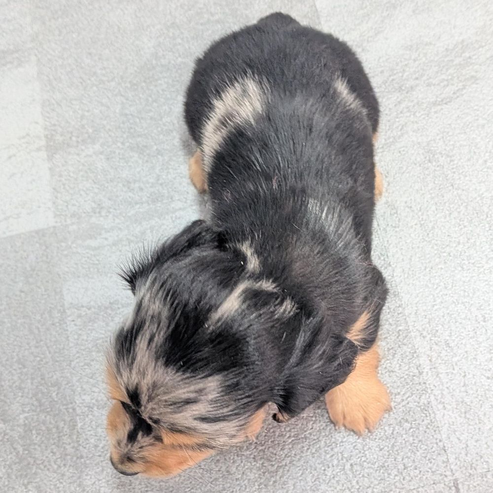 ff27e34d-0a84-4760-a447-390bd1e50d18