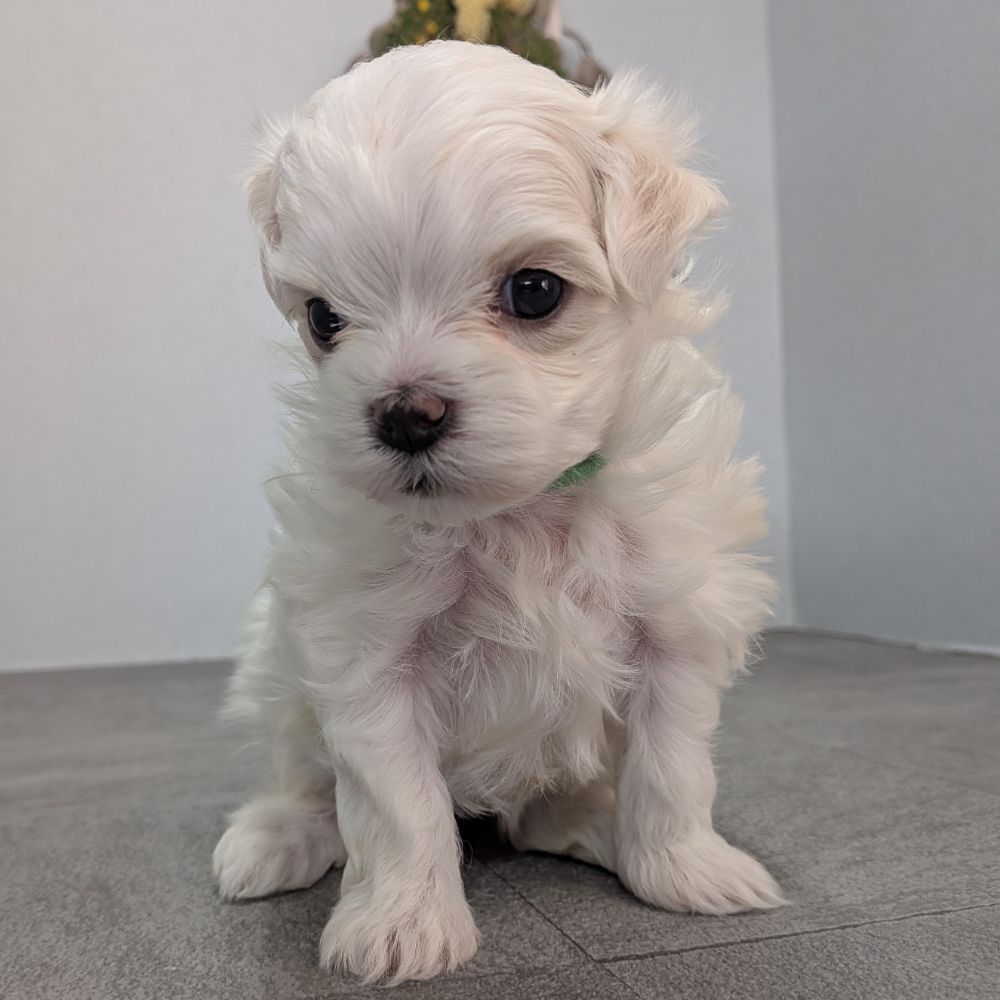 34020fba-b197-49f7-ae40-00a61d4fceb5