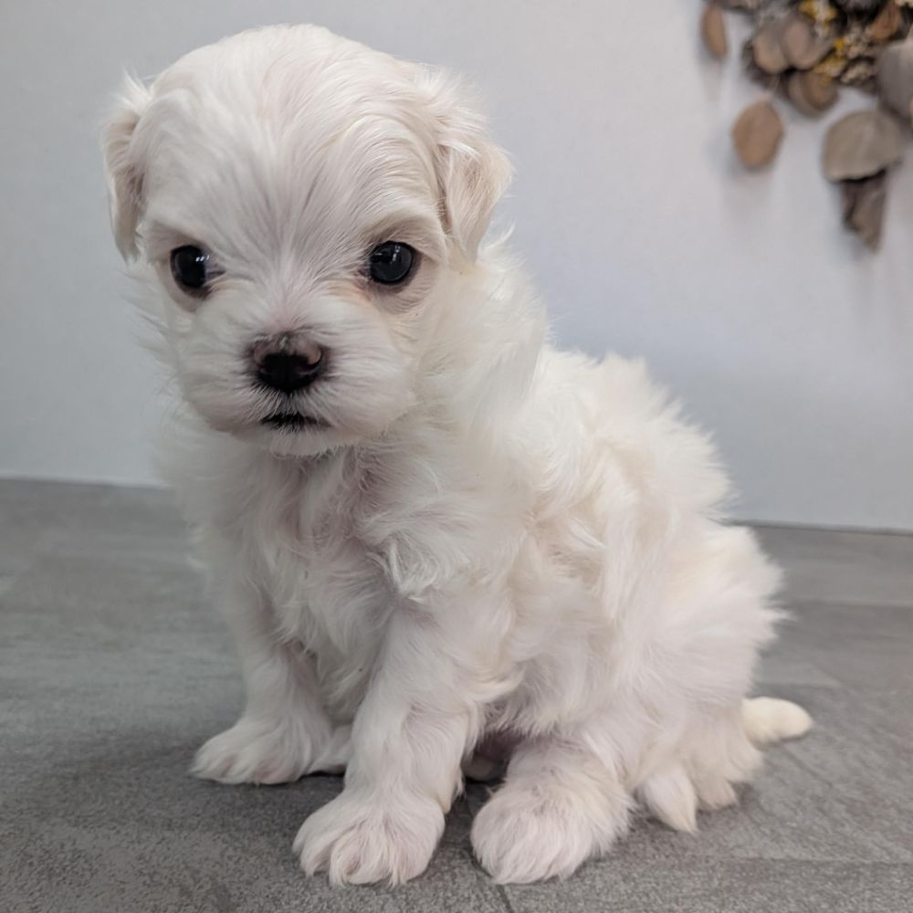 34020fba-b197-49f7-ae40-00a61d4fceb5