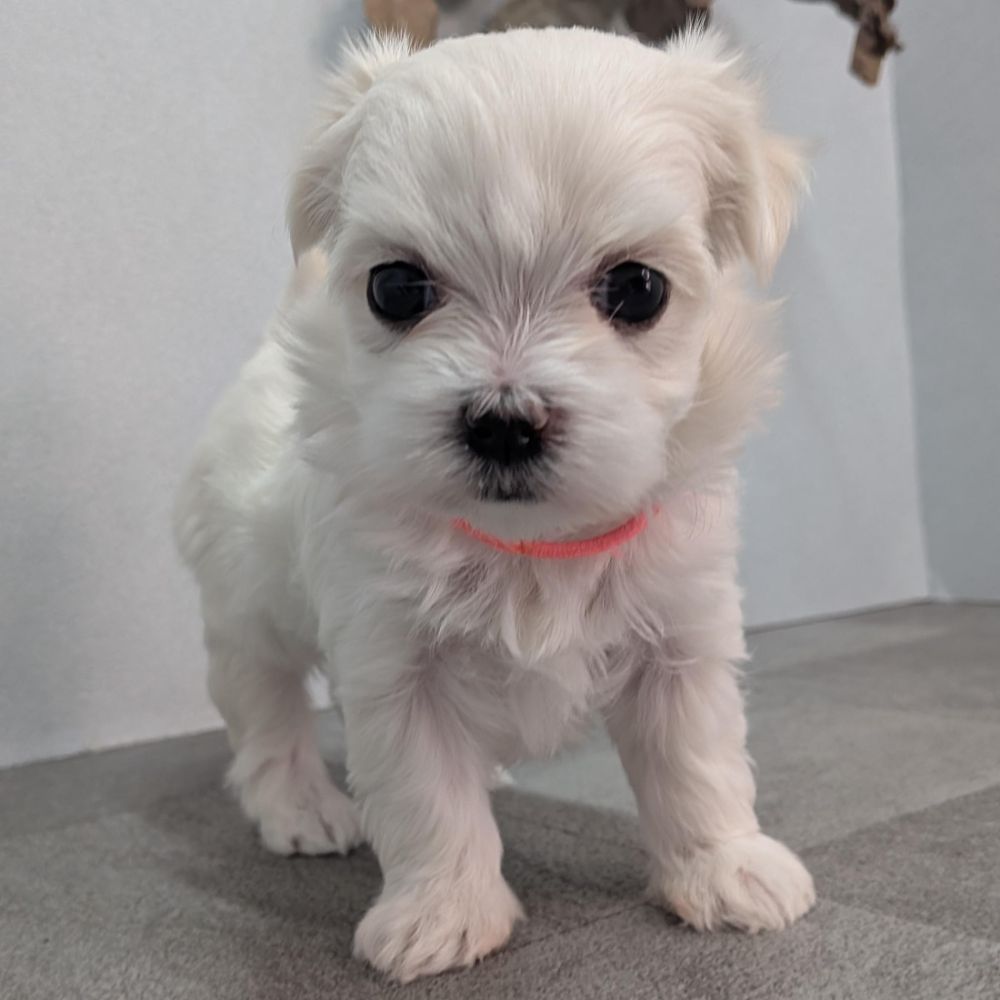 0579e7ce-fee7-4c11-990f-41bc3cacfd7e