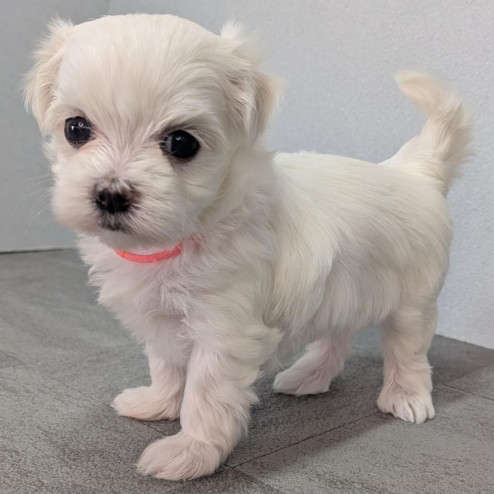 0579e7ce-fee7-4c11-990f-41bc3cacfd7e