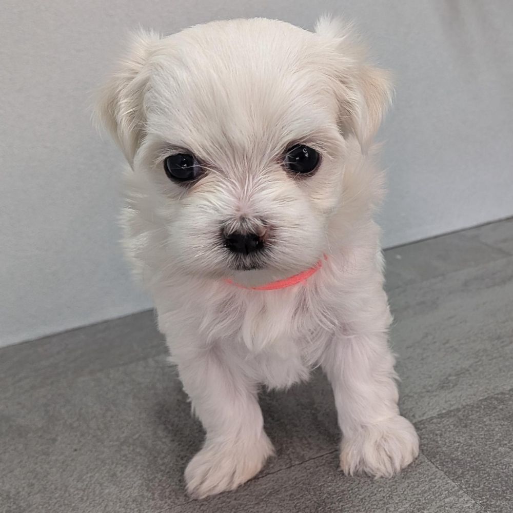 0579e7ce-fee7-4c11-990f-41bc3cacfd7e