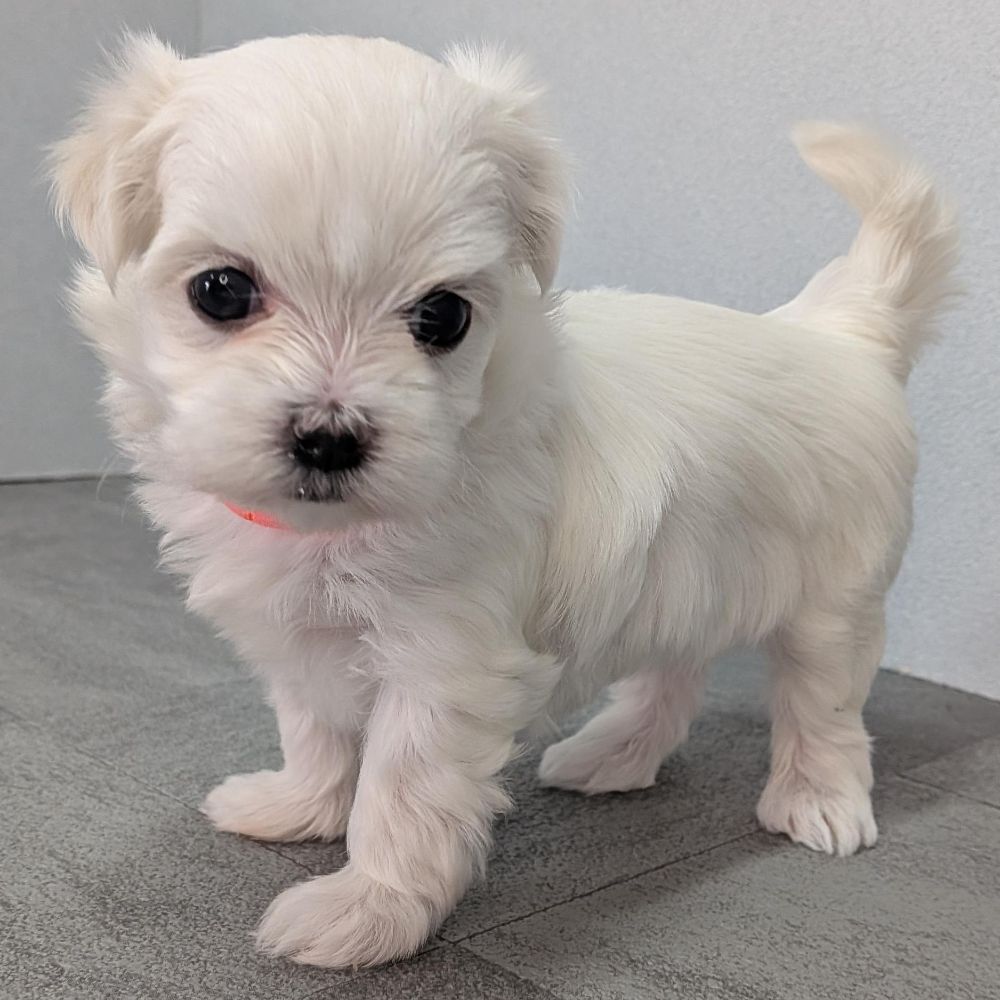 0579e7ce-fee7-4c11-990f-41bc3cacfd7e