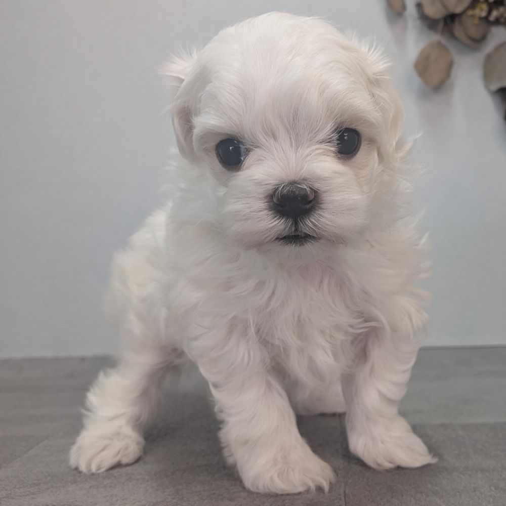 34020fba-b197-49f7-ae40-00a61d4fceb5