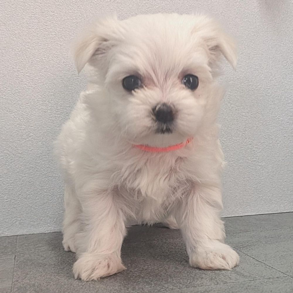 0579e7ce-fee7-4c11-990f-41bc3cacfd7e