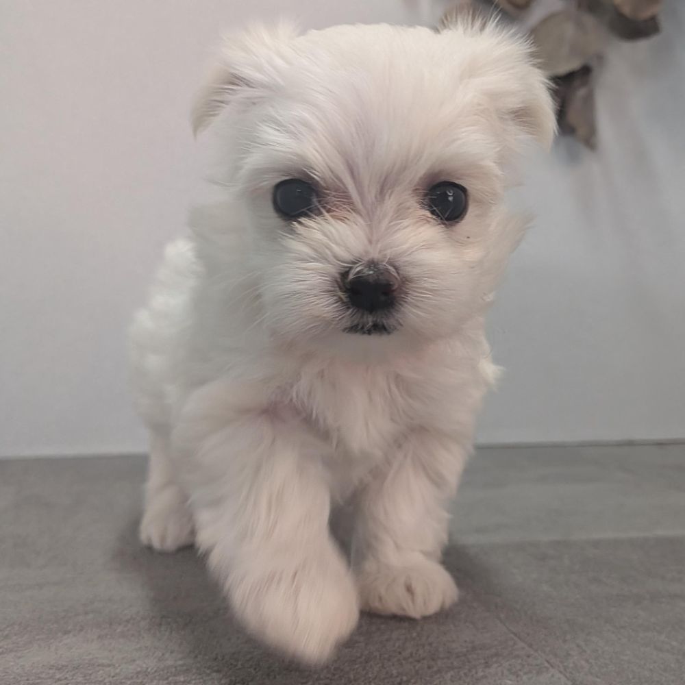 0579e7ce-fee7-4c11-990f-41bc3cacfd7e