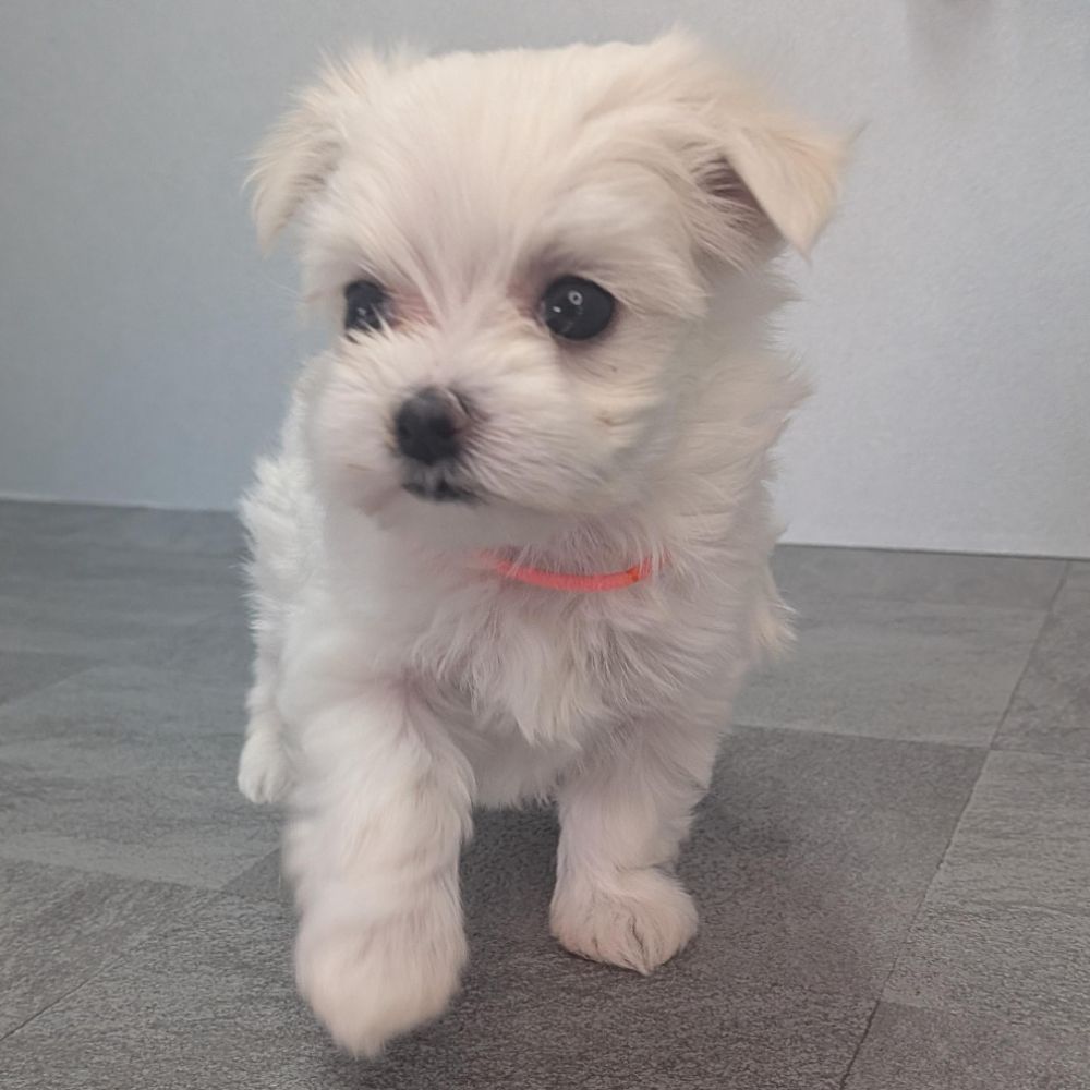 0579e7ce-fee7-4c11-990f-41bc3cacfd7e