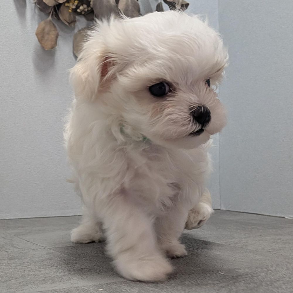 34020fba-b197-49f7-ae40-00a61d4fceb5